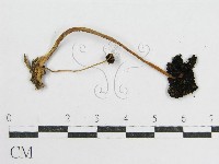 鬼傘屬藏品圖，第3張