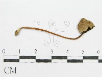 鬼傘屬藏品圖，第3張