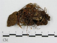 粉褶菌屬藏品圖，第1張