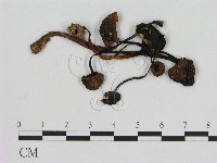 小菇屬藏品圖，第1張