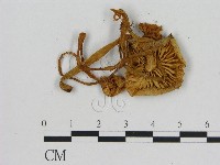 小菇屬藏品圖，第3張