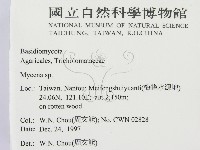 小菇屬藏品圖，第2張