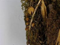 小菇屬藏品圖，第3張