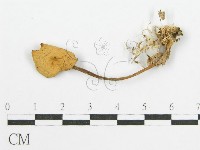 登錄號:F0010669藏品圖，第1張