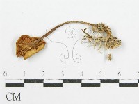 登錄號:F0010669藏品圖，第3張