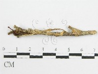 微皮傘屬藏品圖，第3張