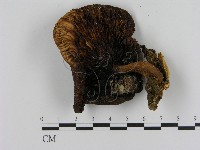 登錄號:F0010673藏品圖，第3張