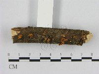 登錄號:F0010676藏品圖，第3張