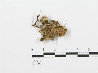 裂褶菌藏品圖，第3張