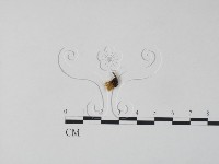 銀耳屬藏品圖，第3張