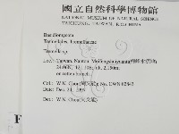 銀耳屬藏品圖，第2張