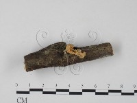 銀耳屬藏品圖，第3張