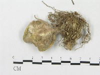 登錄號:F0010684藏品圖，第1張