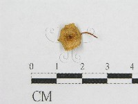 登錄號:F0010686藏品圖，第1張