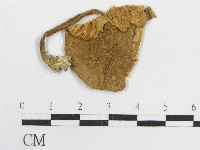 粉褶菌屬藏品圖，第1張