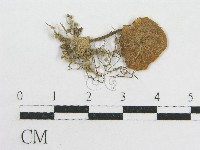 粉褶菌屬藏品圖，第1張