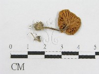 粉褶菌屬藏品圖，第3張