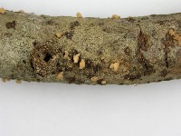 登錄號:F0010692藏品圖，第5張