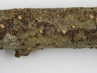 登錄號:F0010692藏品圖，第6張