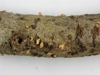 登錄號:F0010692藏品圖，第7張