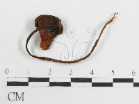 粉褶菌屬藏品圖，第3張