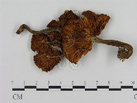 登錄號:F0010696藏品圖，第1張