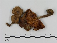 登錄號:F0010696藏品圖，第3張