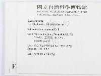 裂褶菌藏品圖，第2張