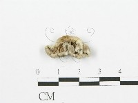 裂褶菌藏品圖，第1張