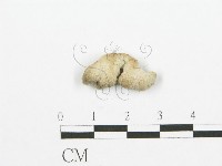 裂褶菌藏品圖，第3張