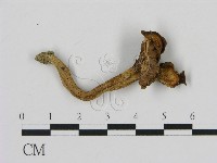 登錄號:F0010699藏品圖，第1張