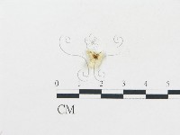 登錄號:F0010701藏品圖，第1張