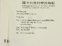 小菇屬藏品圖，第2張