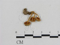 小菇屬藏品圖，第3張