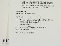 小菇屬藏品圖，第2張