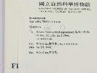 小菇屬藏品圖，第2張