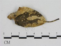 小菇屬藏品圖，第3張