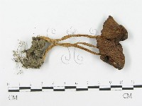 登錄號:F0010708藏品圖，第1張