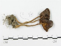 登錄號:F0010708藏品圖，第3張