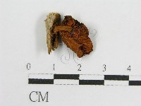 登錄號:F0010709藏品圖，第3張