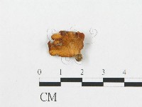 登錄號:F0010710藏品圖，第3張