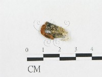 登錄號:F0010713藏品圖，第1張