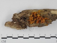 登錄號:F0010715藏品圖，第1張