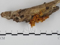 登錄號:F0010715藏品圖，第3張