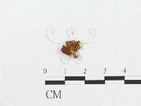 登錄號:F0010716藏品圖，第1張