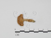 登錄號:F0010717藏品圖，第1張