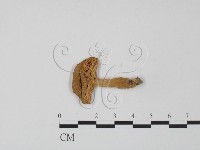 登錄號:F0010717藏品圖，第3張