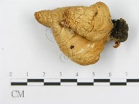 糙皮側耳藏品圖，第1張