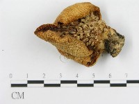 糙皮側耳藏品圖，第3張