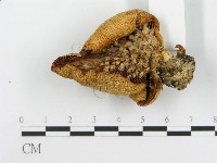 糙皮側耳藏品圖，第4張